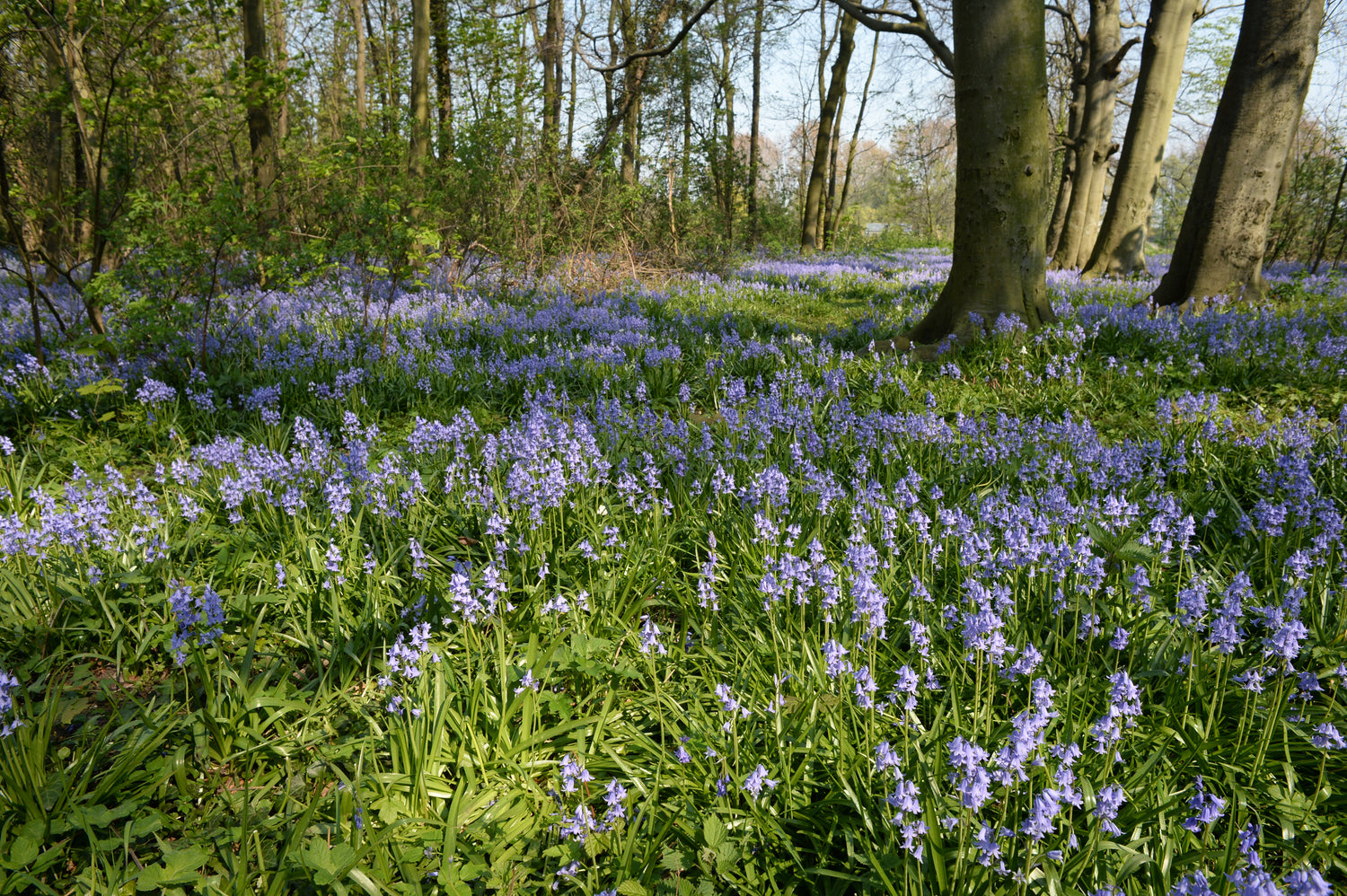 Nature & Outdoor Scents