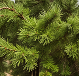 this is the cedar tree, from which our essential oil is extracted